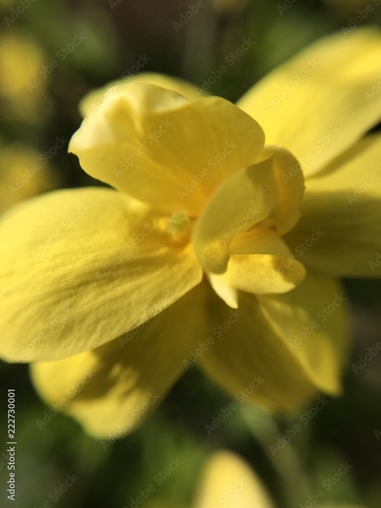 Fototapeta premium yellow flower