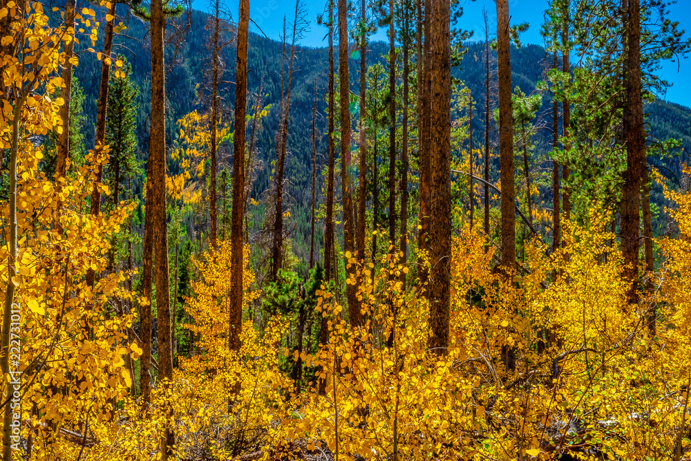 Fototapeta premium Beautiful Fall Hike in Aspens in Grand Lake, Colorado