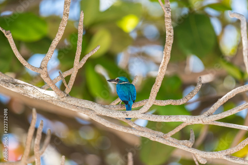 Bird (White-collared kingfisher) in a nature wild