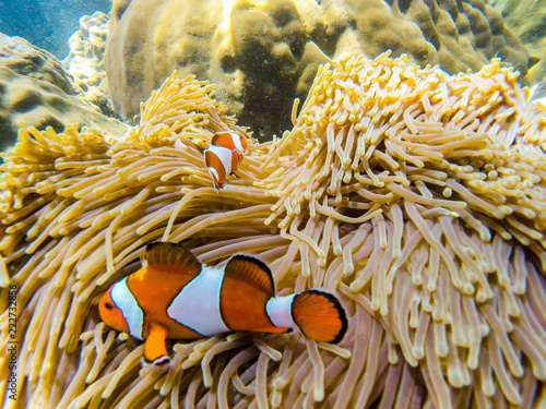Clownfish in an anemon