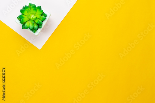 Table top view aerial image of minimal background concept.Flat lay tree in a pot on modern rustic yellow & pink paper at home office desk.Duo backdrop with pastel tone.Free space for creative design.