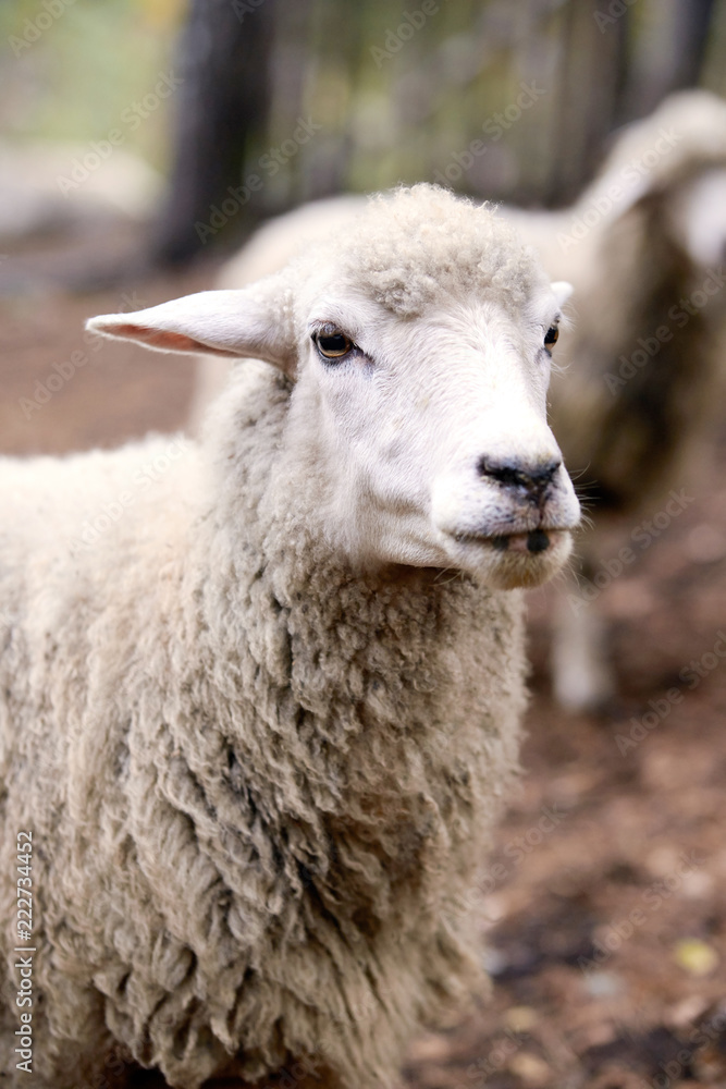 Sad muzzle sheep livestock. Group wool agriculture meadow animal