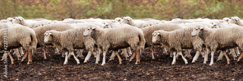 Sad muzzle sheep livestock. Group wool agriculture meadow animal