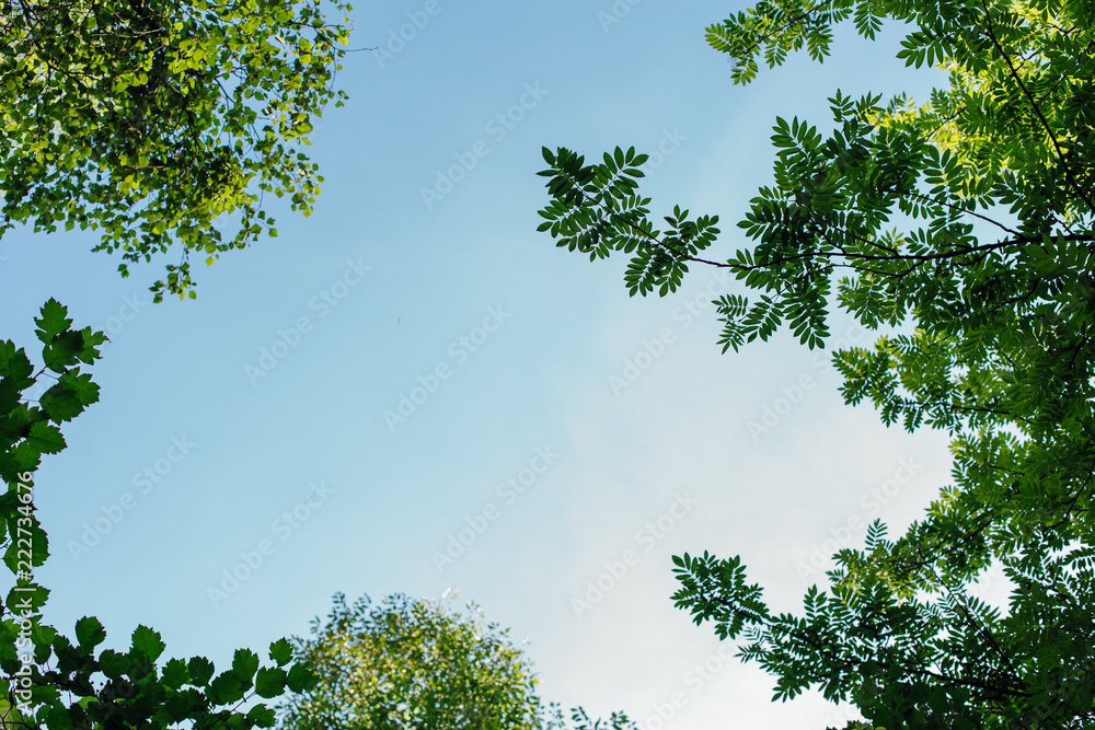 Different green leaves on the tree on sunny day Different green leaves on the tree on sunny day