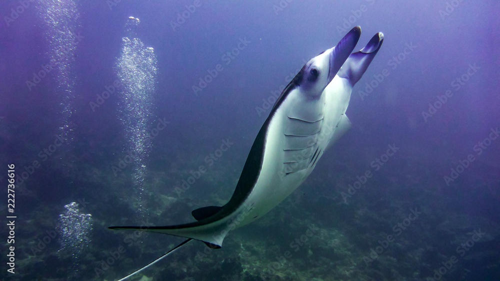 Fototapeta premium Manta ray flying over the reef, Maldives.