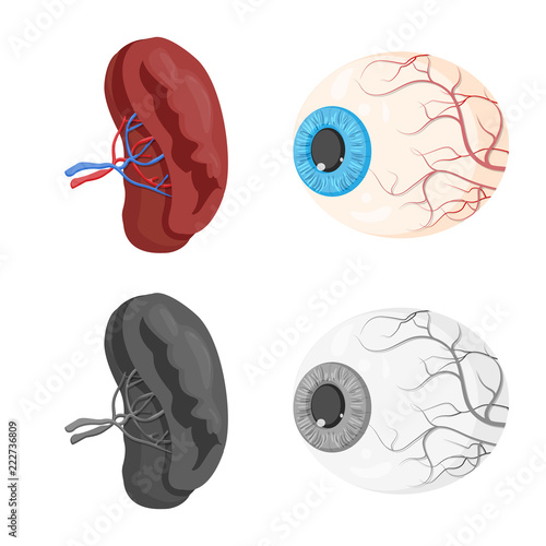 Vector illustration of body and human sign. Set of body and medical vector icon for stock.