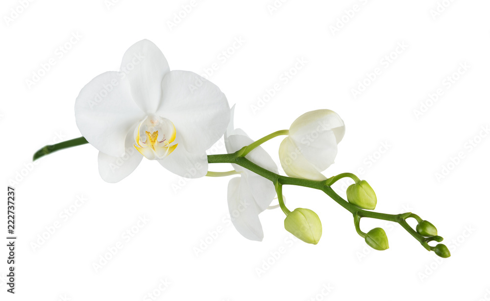 Fototapeta premium Orchidea ćma na białym tle