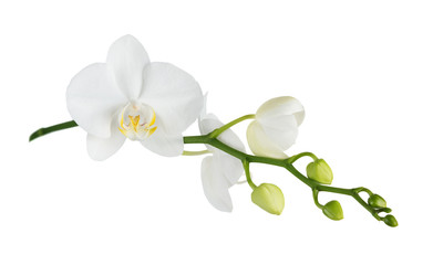 Poster Orchidee Vlinderorchidee op witte achtergrond  © epitavi