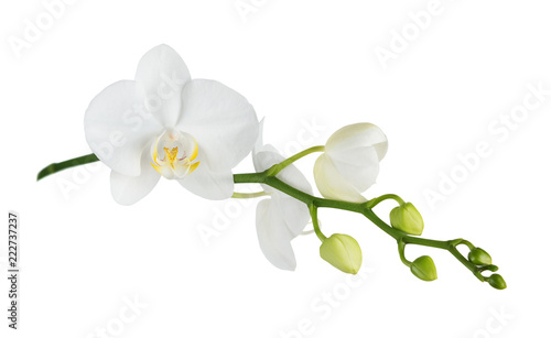 Fototapeta Naklejka Na Ścianę i Meble -  Moth orchid on white