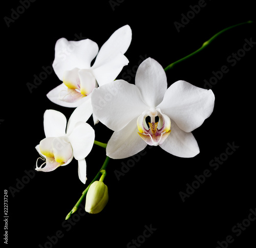 Fototapeta Naklejka Na Ścianę i Meble -  White Orchid on a black background