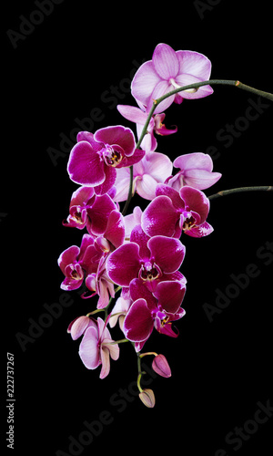 Fototapeta Naklejka Na Ścianę i Meble -  Dark red orchid flowers on black
