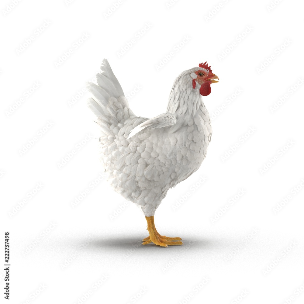 White Chicken or Hen on bright. Side view. 3D illustration