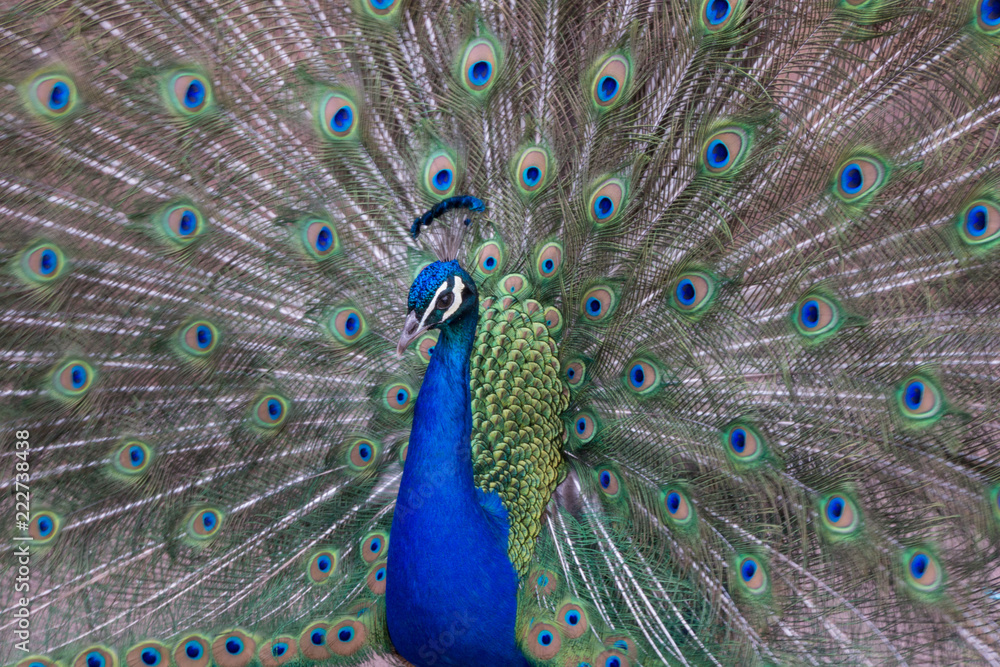 Fototapeta premium Peacock showing bright colorful plumes and feathers 