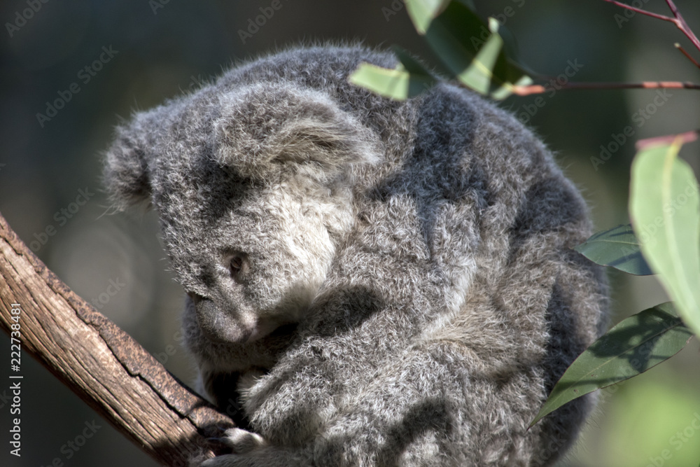 Fototapeta premium joey koala