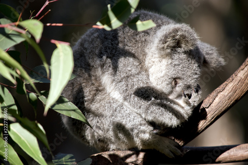 Fototapeta Naklejka Na Ścianę i Meble -  koala joey