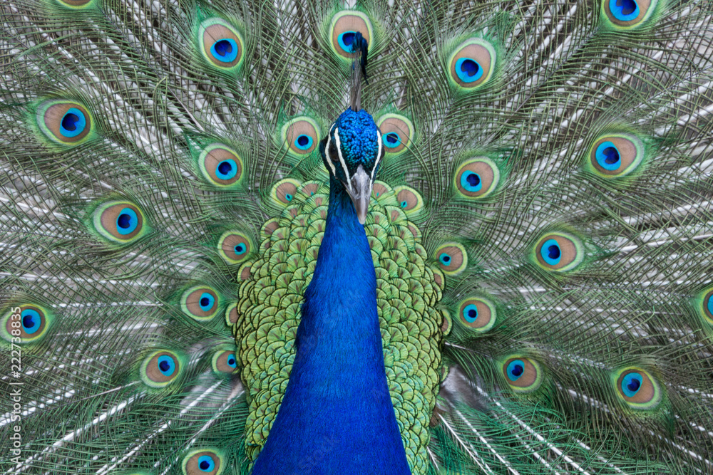 Obraz premium Peacock displaying vibrantly colored feathers and plumage