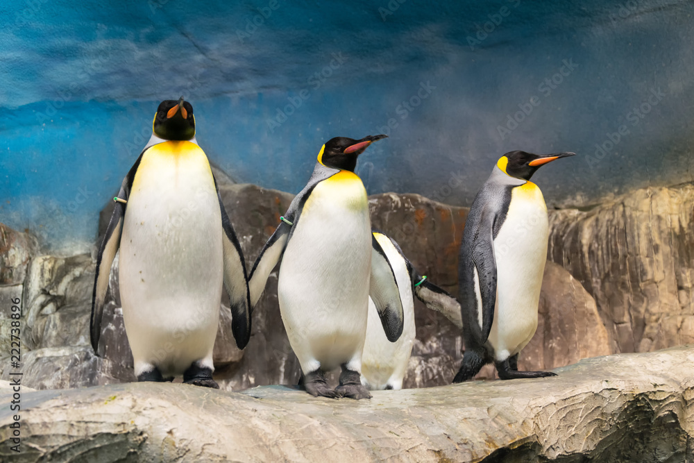 Fototapeta premium Pingüinos