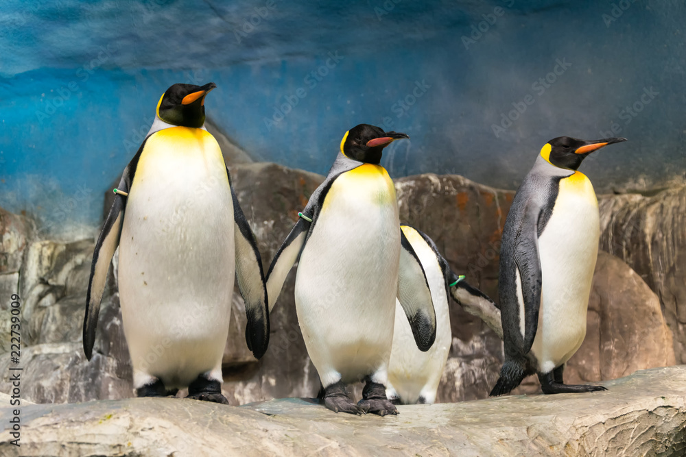 Fototapeta premium Grupo de pingüinos