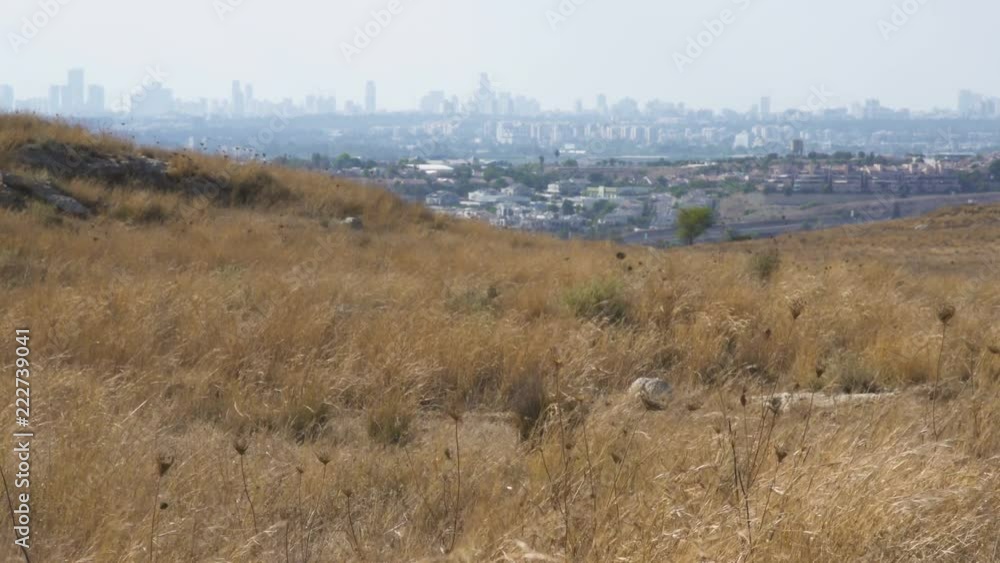 point of view on Israel wild nature at Summer with yelow grass. Tel-Aviv on background point of view on Israel wild nature at Summer with yelow grass. Tel-Aviv on background