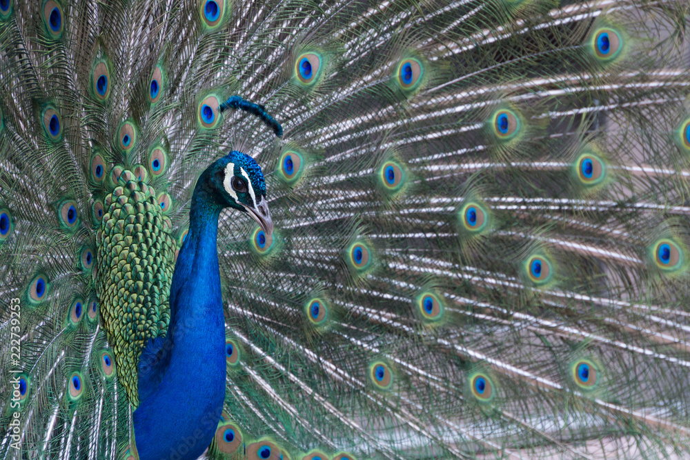 Obraz premium Peacock with bright and colorful plumage and feathers on display