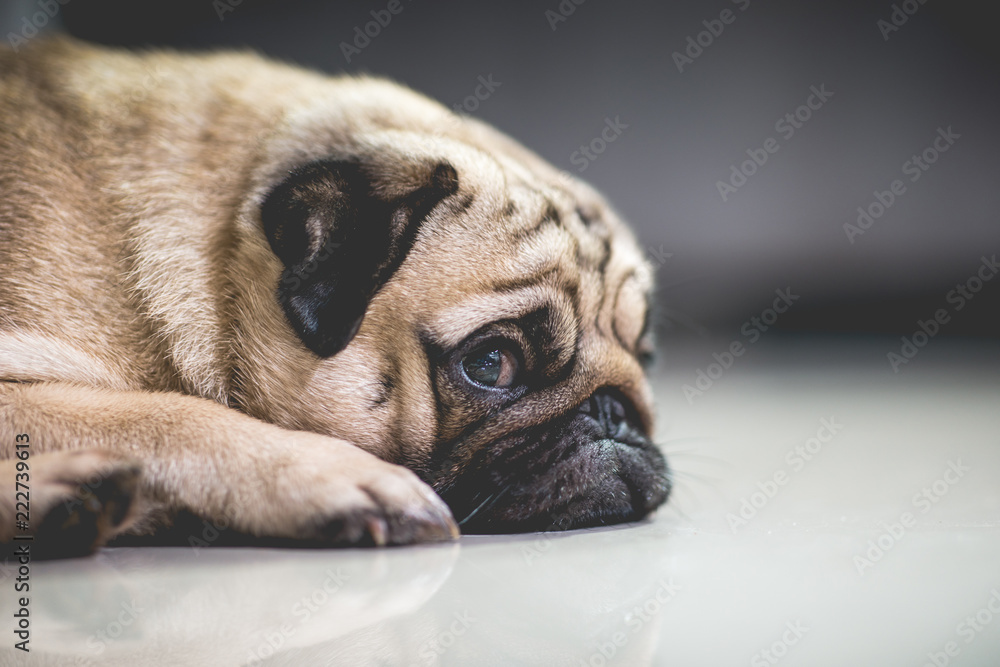 Cute dog pug breed lying and sleep on ground with funny face feeling so relax and comfortable