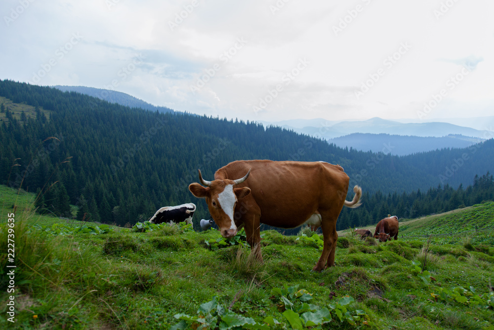 Fototapeta premium cows on a high mountain farm in summer