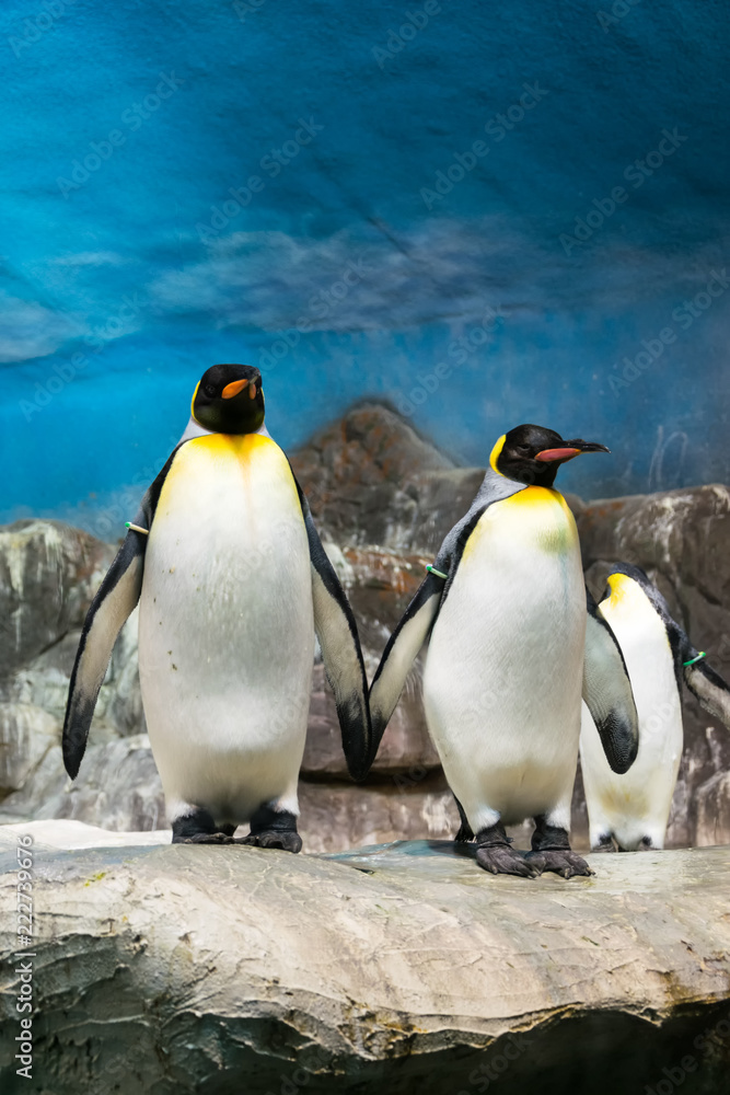 Fototapeta premium Pingüinos
