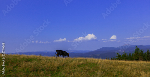 Bulls high in the mountains graze in summer © Farik