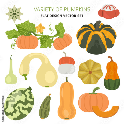Variety of pumpkins. Flat design set