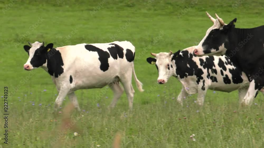 Several cows graze in the meadow. Field. Grass. Fence in the background. Panning,Wide angle, Several cows graze in the meadow. Field. Grass. Fence in the background. Panning,Wide angle,