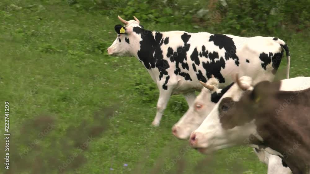 Several cows graze in the meadow. Field. Grass. Fence in the background. Panning,Wide angle, Several cows graze in the meadow. Field. Grass. Fence in the background. Panning,Wide angle,