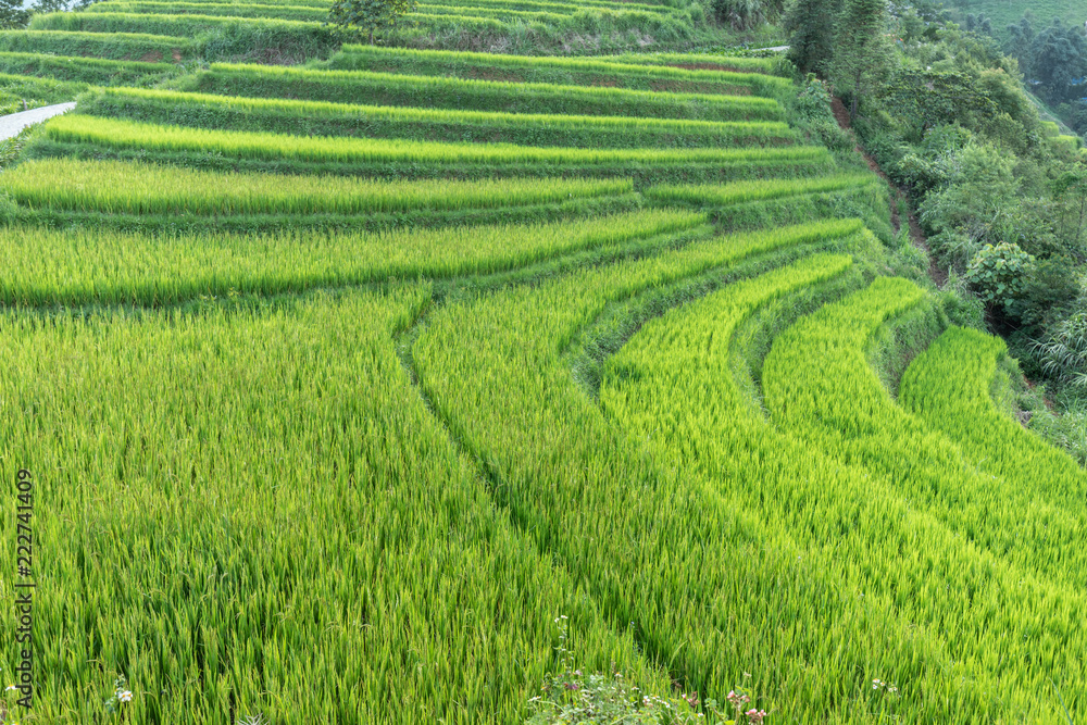 Rice fields terrace in SAPA northwest of Vietnam
