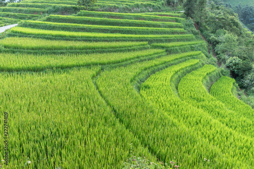 Rice fields terrace in SAPA northwest of Vietnam