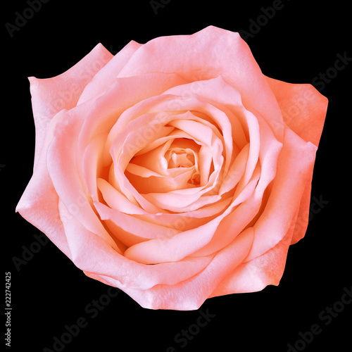 coral rose flower isolated on a black background. Closeup. Nature.