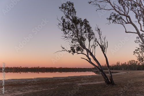 Obraz Drzewo eukaliptusowe sylwetki na wieczornym niebie tuż po zachodzie słońca. Na przybrzeżnym jeziorze Broadwater, Dalby, Queensland, Australia.