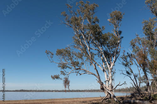 Obraz Eukaliptusowy drzewo na foreshore Jeziorny Broadwater, Dalby, Queensland, Australia.