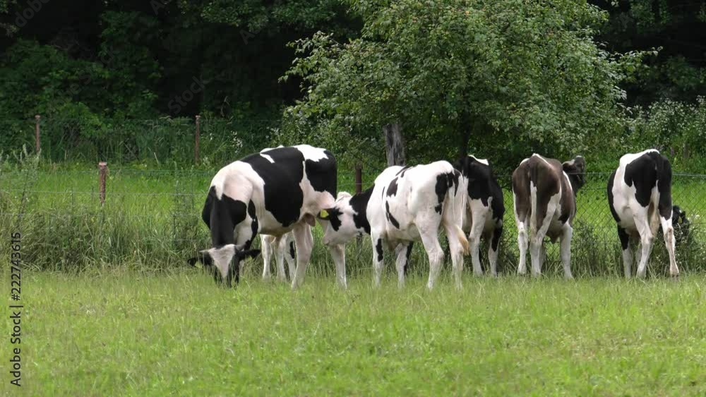 Several cows graze in the meadow. Field. Grass. Fence in the background. Panning,Wide angle, Several cows graze in the meadow. Field. Grass. Fence in the background. Panning,Wide angle,