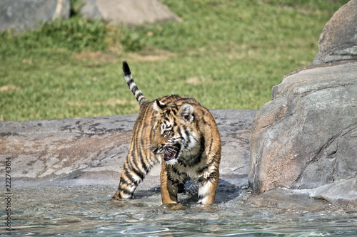 Fototapeta Naklejka Na Ścianę i Meble -  tiger cub