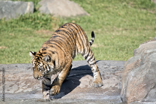 Fototapeta Naklejka Na Ścianę i Meble -  tiger cub