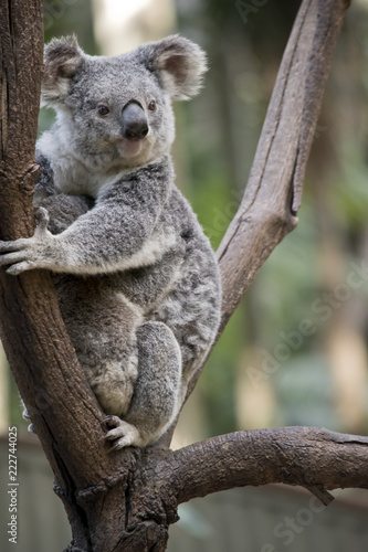 koala with joey © susan flashman