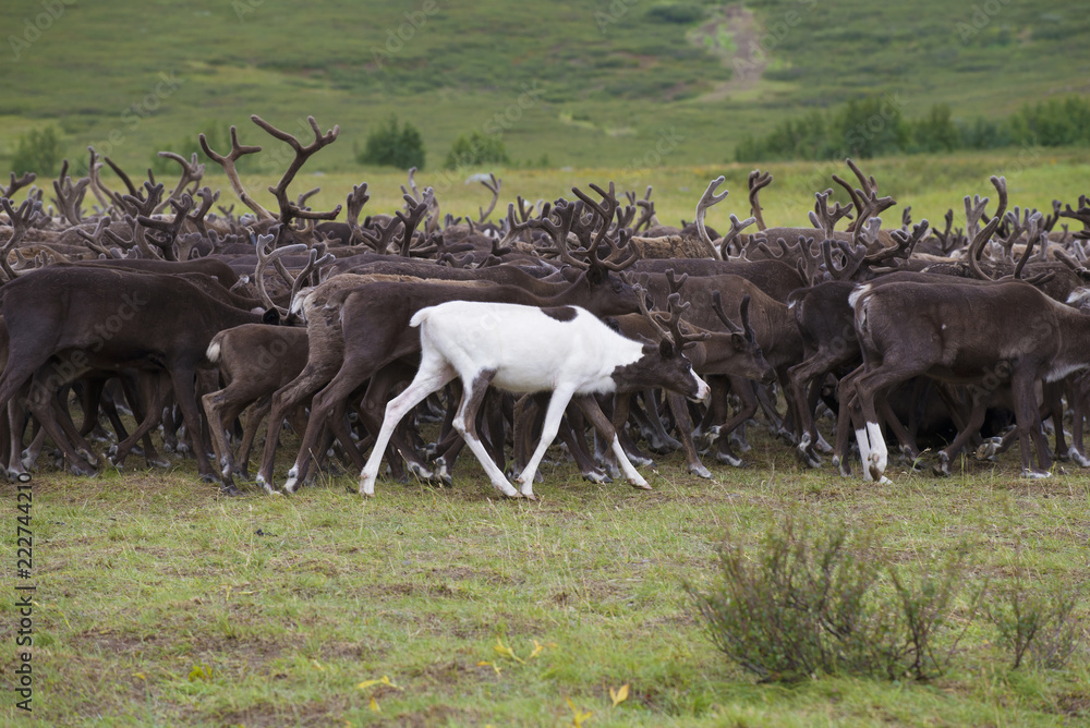 A young white deer in a herd of reindeer. Yamal, Russia A young white deer in a herd of reindeer. Yamal, Russia
