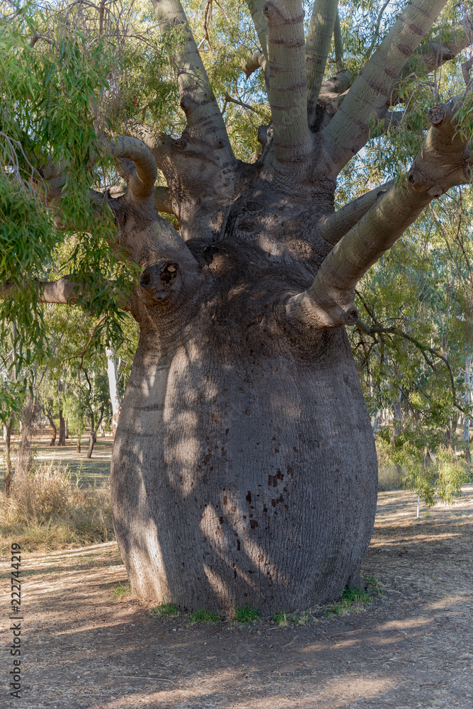 The largest bottle tree, brachychiton rupestre, in Roma, Queensland