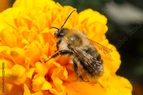 Makro pszczoła na żółtym kwiatku © Michal45