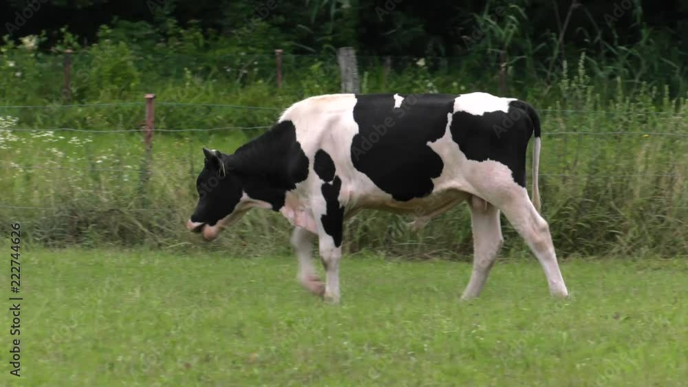 Several cows graze in the meadow. Field. Grass. Fence in the background. Panning,Wide angle, Several cows graze in the meadow. Field. Grass. Fence in the background. Panning,Wide angle,