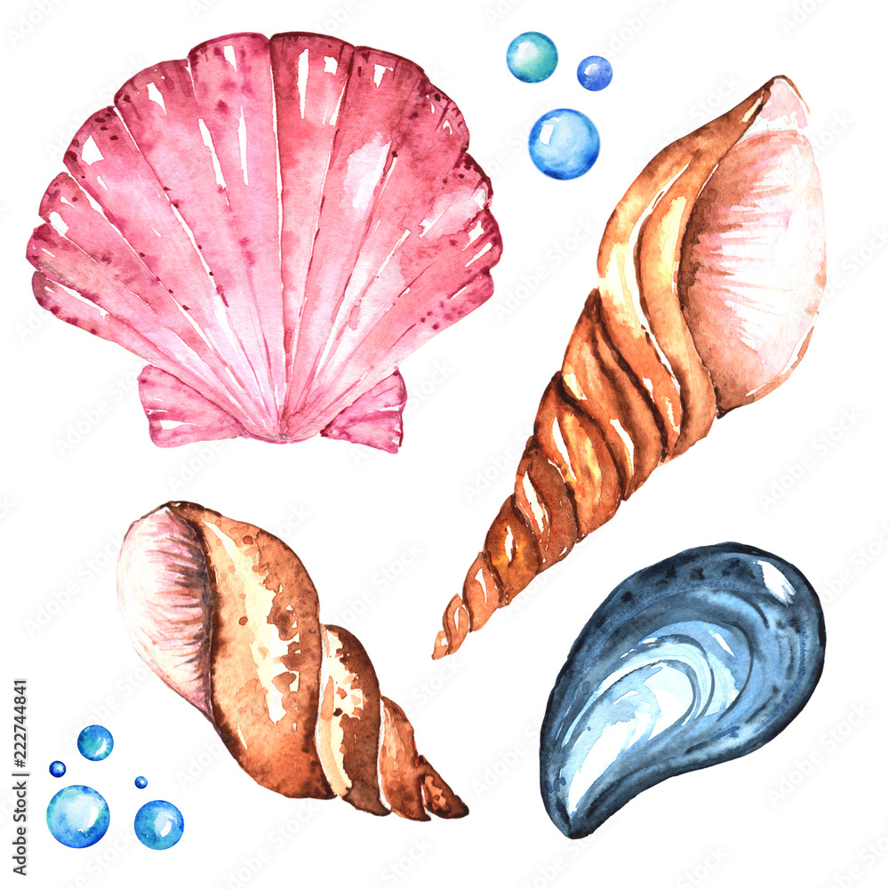 Four Bright Sea Shells Handdrawing Watercolor Illustration A High Resolution Stock イラスト Adobe Stock