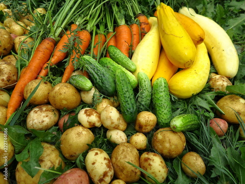 Harvested vegetables lying in the grass. Zucchini  potatoes  carrots  cucumbers.