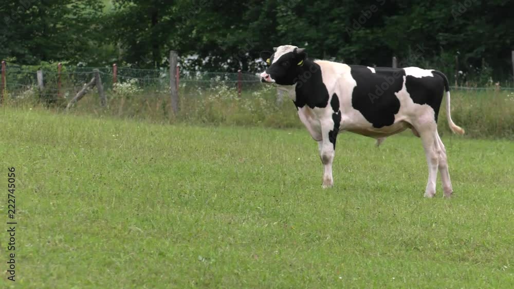 Several cows graze in the meadow. Field. Grass. Fence in the background. Panning,Wide angle, Several cows graze in the meadow. Field. Grass. Fence in the background. Panning,Wide angle,