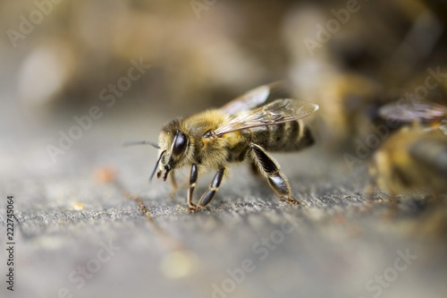 Une abeille sur la planche d'envol d'une ruche