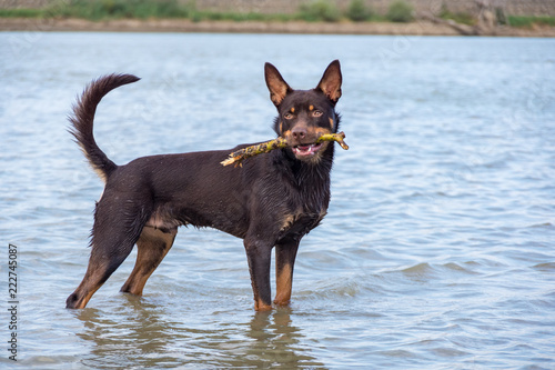 A dog of Australian kelpie breed plays on sand and in a river photo