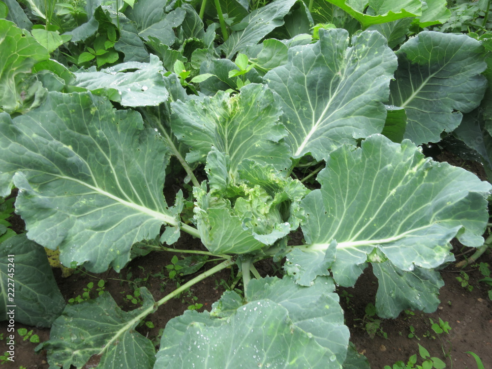 Growing a seedling cabbage. Cabbage in the garden. Growing a seedling cabbage. Cabbage in the garden.